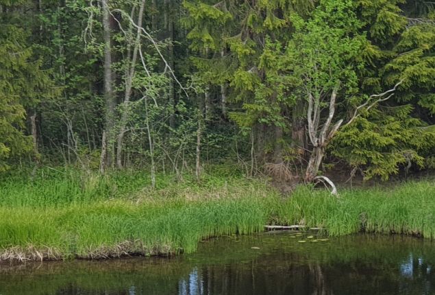 Ja vihdoin päästiin koronakaranteenista!Juhlan paikka!
Kesäkuun 1. annettiin naurun raikua ja vietettiin Korona Karanteenin Karkoituskekkereitä. Ninni/RetuperäReloadista auttoi naurun alkuun, puhdistautuminen jatkui turvesaunassa ja kehoa ravittiin letuilla nuotiolla.